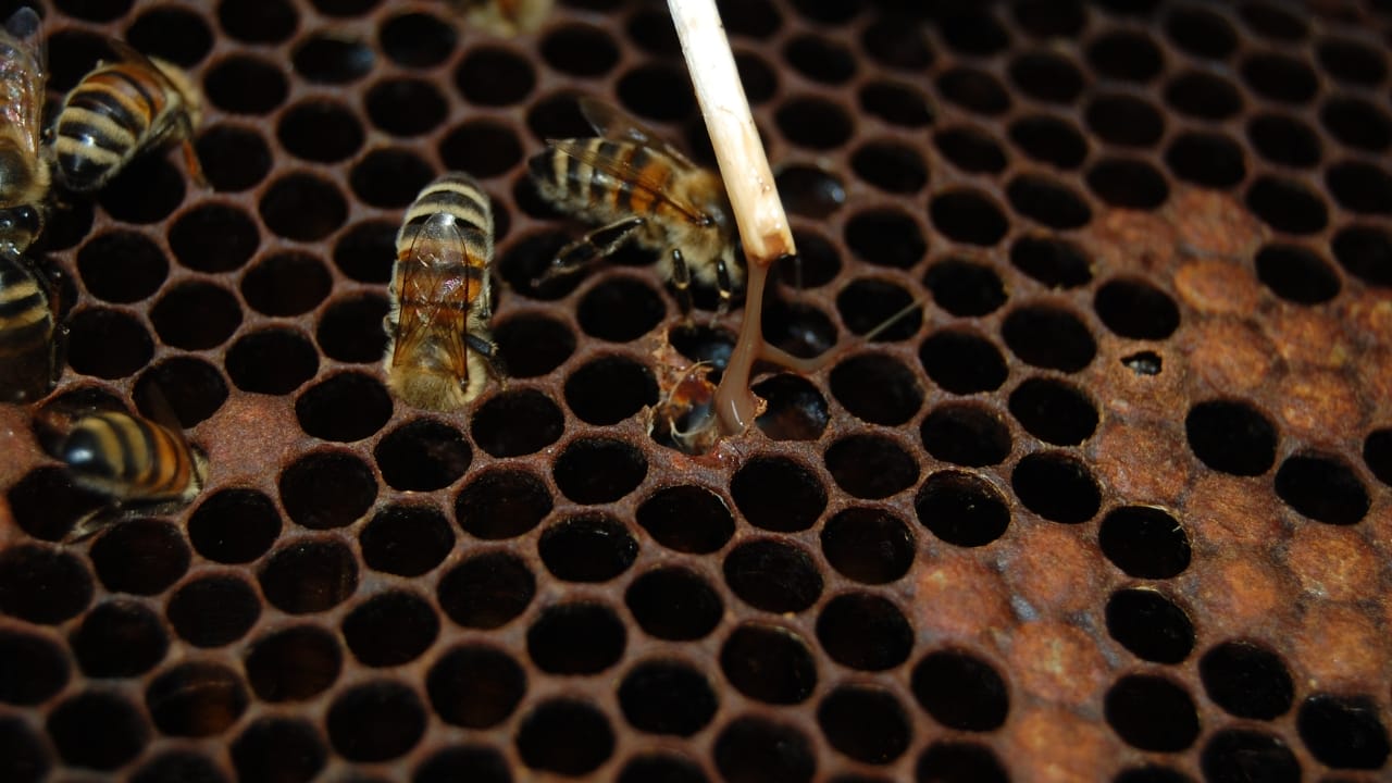 Bee-Ready: 15 Tips Every New Beekeeper Should Know 11 Bee-Ready: 15 Tips Every New Beekeeper Should Know - American foulbrood wc