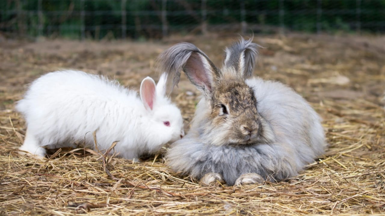 14 Ideal Animals for Maximizing a 1-Acre Homestead 14 14 Ideal Animals for Maximizing a 1-Acre Homestead - Angora Rabbits dp80844446