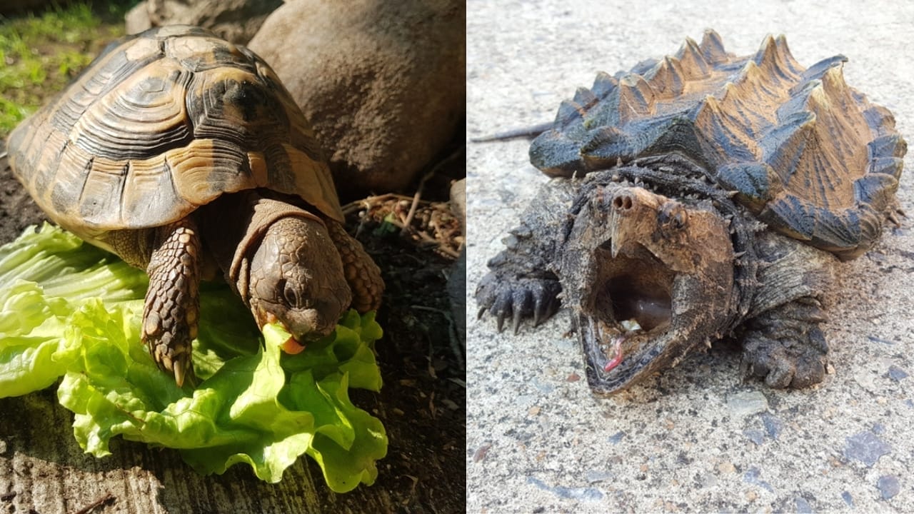 Crafting a Balanced Diet for Your Pet Turtle - a Handy Guide - Angry Alligator Snapping Turtle ss518210806 turtle eat lettuce ss2153501181