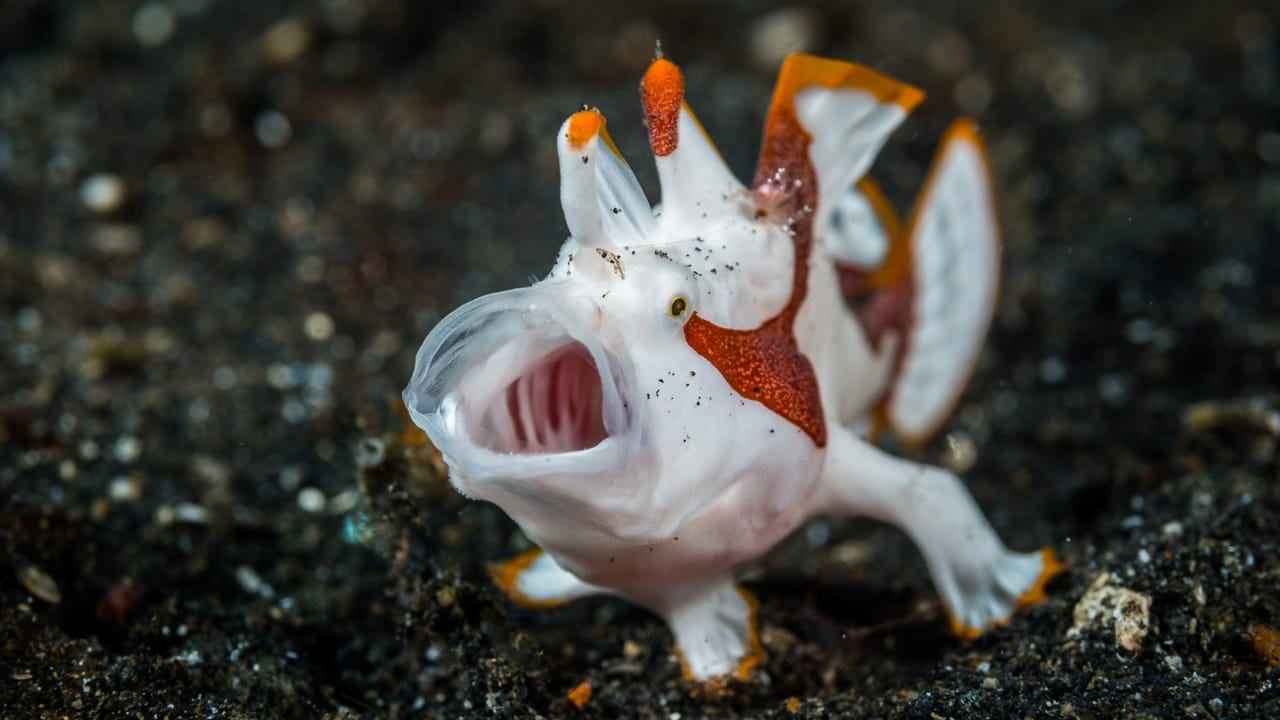 25 Real Animals That Look Too Unique to Be True 25 25 Real Animals That Look Too Unique to Be True - Antennarius maculatus Warty Frogfish wc