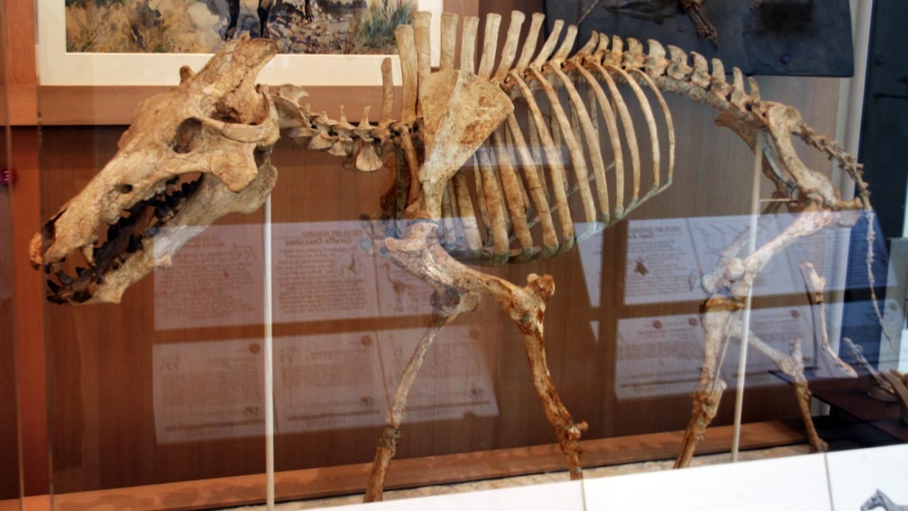 14 Ancient Beasts That Would Make T-Rex Look Tame 14 14 Ancient Beasts That Would Make T-Rex Look Tame - Archaeotherium wc