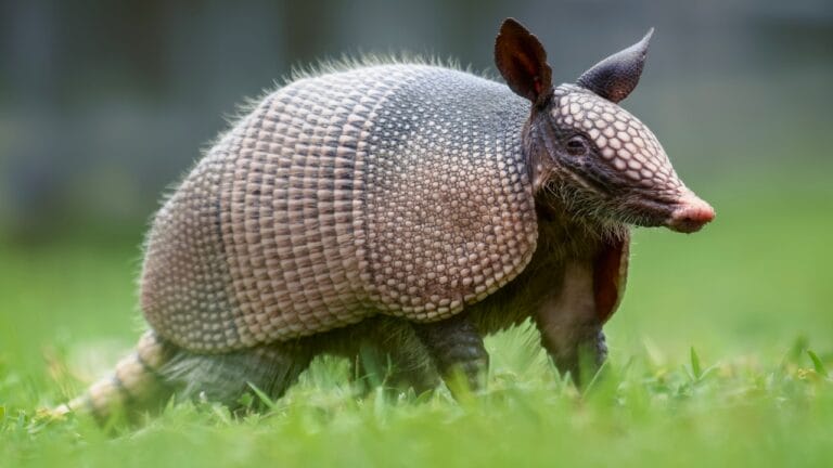 Keep Armadillos Away Naturally: 10 Scents They Can’t Stand 2 Keep Armadillos Away Naturally: 10 Scents They Can’t Stand - Armadillo ss1591336708 degm