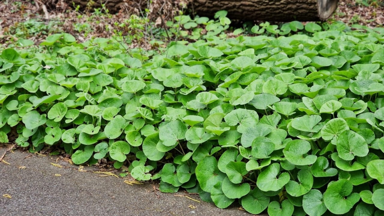 Mastering the Art of Growing Wild Ginger: A Shade-Loving Groundcover Gem - Asarum canadense Canada Wild Ginger ss2306564229