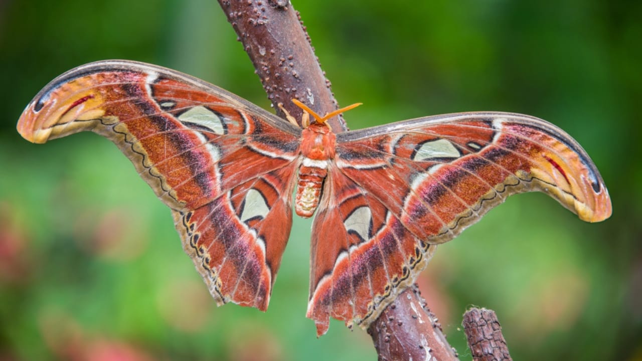 15 Insects You’d Never Expect to Make Awesome Pets 13 15 Insects You’d Never Expect to Make Awesome Pets - Atlas Moths dp98047980