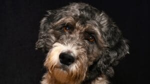 Aussiedoodle 101: Personality, Training Tips, Care & More 1 Aussiedoodle 101: Personality, Training Tips, Care & More - Aussiedoodle ss1668218332
