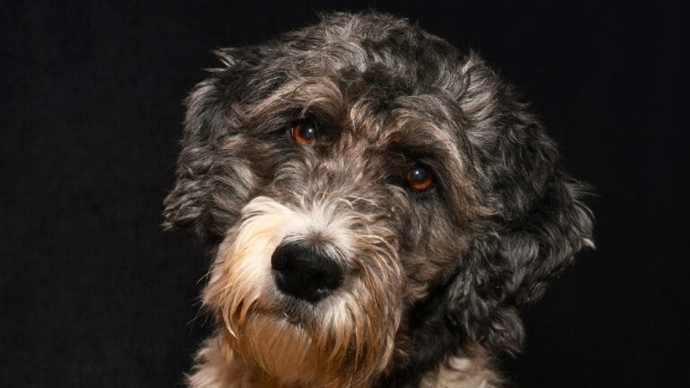 Aussiedoodle 101: Personality, Training Tips, Care & More - Aussiedoodle ss1668218332