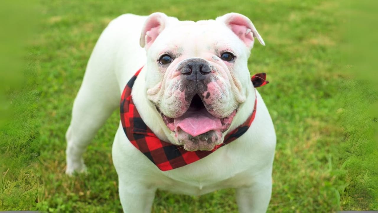 15 Dog Breeds That Could Be Mistaken for Pit Bulls 14 15 Dog Breeds That Could Be Mistaken for Pit Bulls - Australian Bulldog ss1750643354