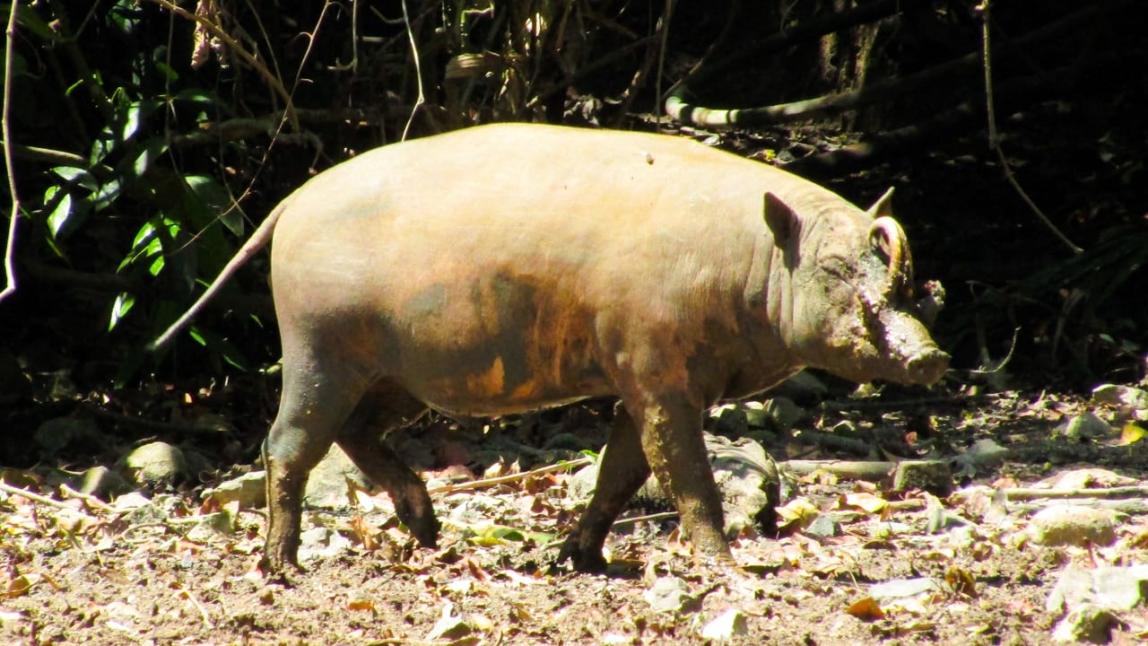 25 Real Animals That Look Too Unique to Be True 20 25 Real Animals That Look Too Unique to Be True - Babirusa Sulawesi wc