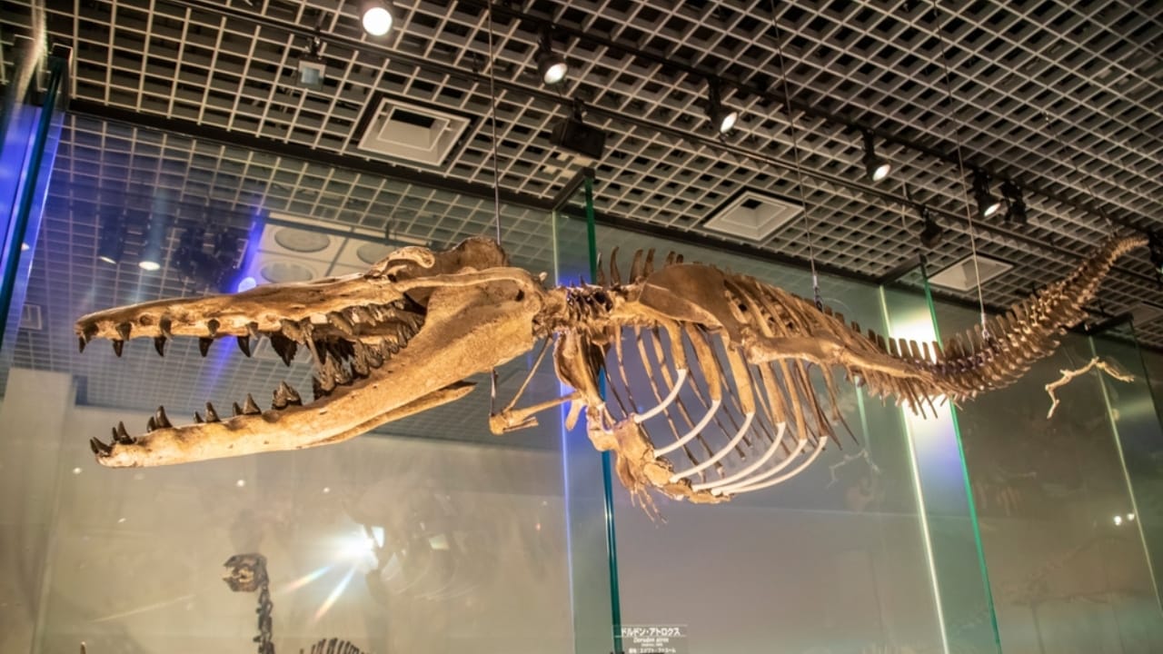 14 Ancient Beasts That Would Make T-Rex Look Tame 8 14 Ancient Beasts That Would Make T-Rex Look Tame - Basilosaurus ss2275870275