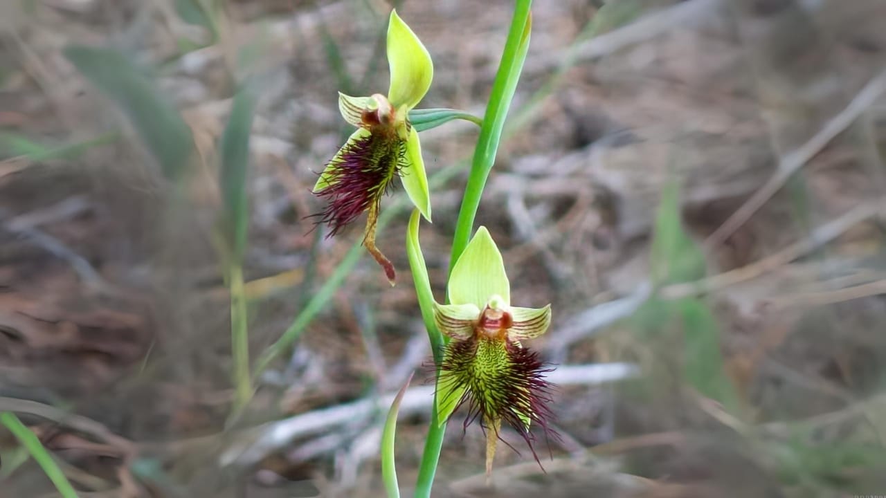 With Fewer Than 10 Left, Victoria Nearly Burned These Orchids to Extinction - Beard Orchid Elvina Track wc