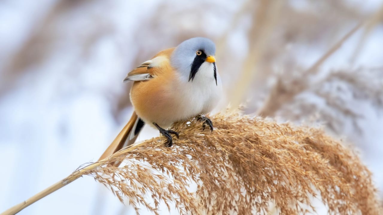 Meet the Adorable Fluffball of the Skies: The Round-Bearded Reedling 3 Meet the Adorable Fluffball of the Skies: The Round-Bearded Reedling - Bearded Parrotbill Panurus biarmicus dp325005804