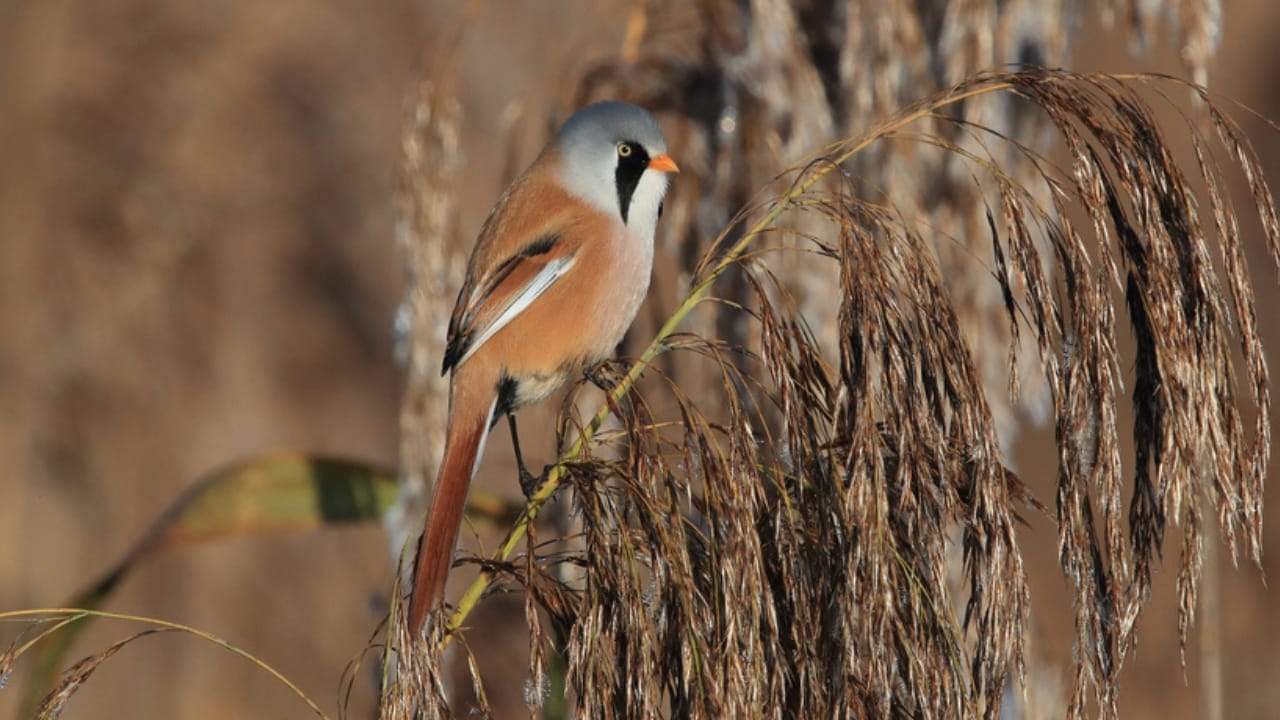 Meet the Adorable Fluffball of the Skies: The Round-Bearded Reedling 4 Meet the Adorable Fluffball of the Skies: The Round-Bearded Reedling - Bearded Reedling dp384920700