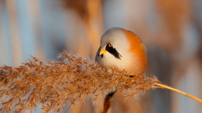 Meet the Adorable Fluffball of the Skies: The Round-Bearded Reedling 10 Meet the Adorable Fluffball of the Skies: The Round-Bearded Reedling - Bearded reedling dp312848880