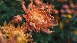 15 Perennials to Make Your Autumn Garden Glow with Colorful Foliage 1 15 Perennials to Make Your Autumn Garden Glow with Colorful Foliage - Beautiful Peach and Yellow Colored Mums Chrysanthemum ss2488109279