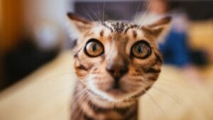 Avoid These 15 Smells if You Want to Keep Your Cat Happy 1 Avoid These 15 Smells if You Want to Keep Your Cat Happy - Bengal cat ss670680193