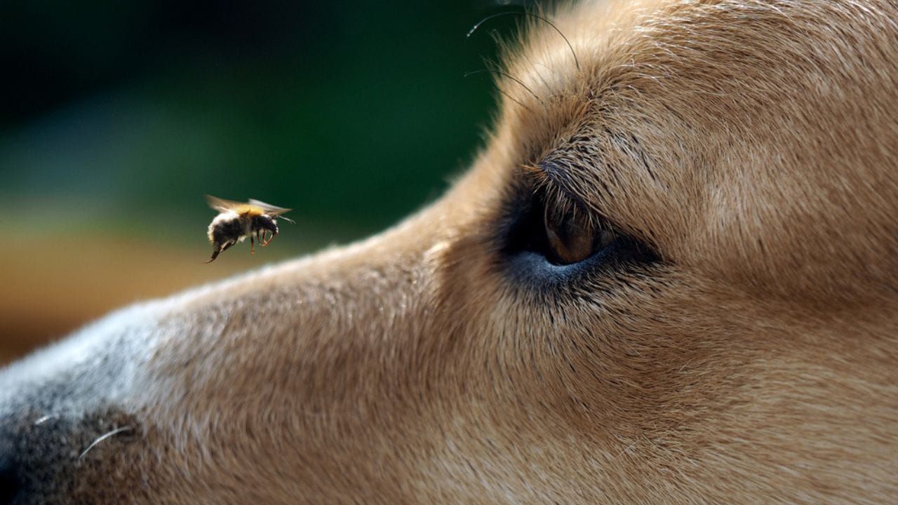 Meet America’s First Bumblebee Conservation Dog, Saving Bees Nationwide 6 Meet America’s First Bumblebee Conservation Dog, Saving Bees Nationwide - Big Eye dog and flying bee ss419668630