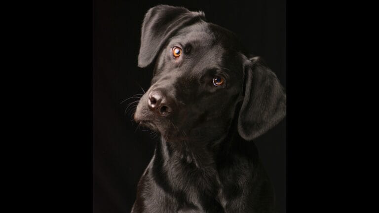 18 Ways Your Dog Communicates Without Saying a Word 7 18 Ways Your Dog Communicates Without Saying a Word - Black Labrador Retriever curiously tilting his head ss612778604 degm