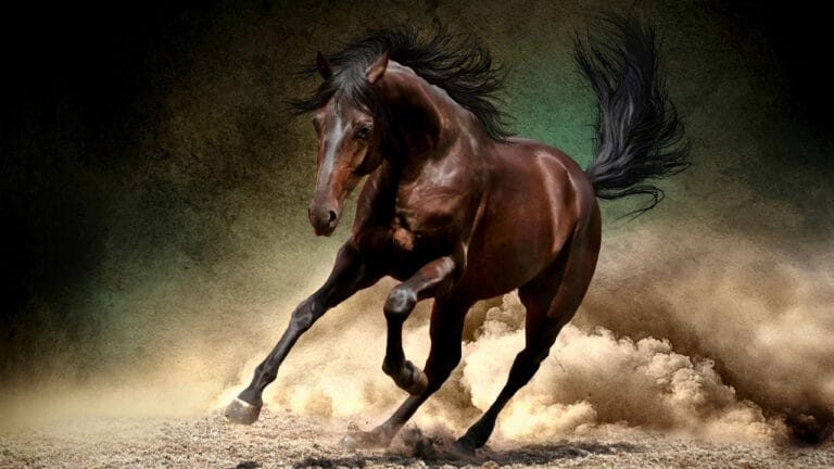 12 Lightning-Fast Horse Breeds That Were Born to Race 5 12 Lightning-Fast Horse Breeds That Were Born to Race - Black horse run gallop in dust desert ss303528755 degm