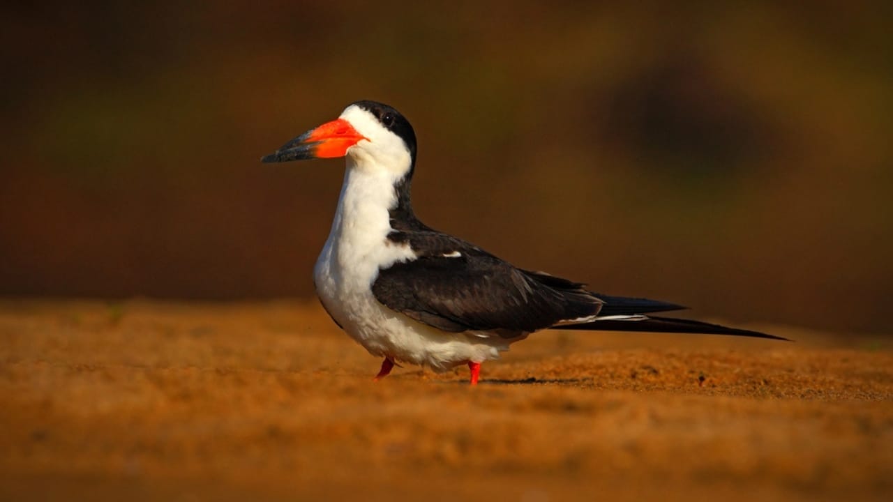 18 Seaside Birds to Look Out for on Your Next Beach Day 7 18 Seaside Birds to Look Out for on Your Next Beach Day - Black Skimmer dp108714890