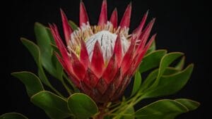 Nature's Crown Jewel: Why Florists & Designers are Falling for Protea Flowers 1 Nature's Crown Jewel: Why Florists & Designers are Falling for Protea Flowers - Blooming protea flower ss1934112968