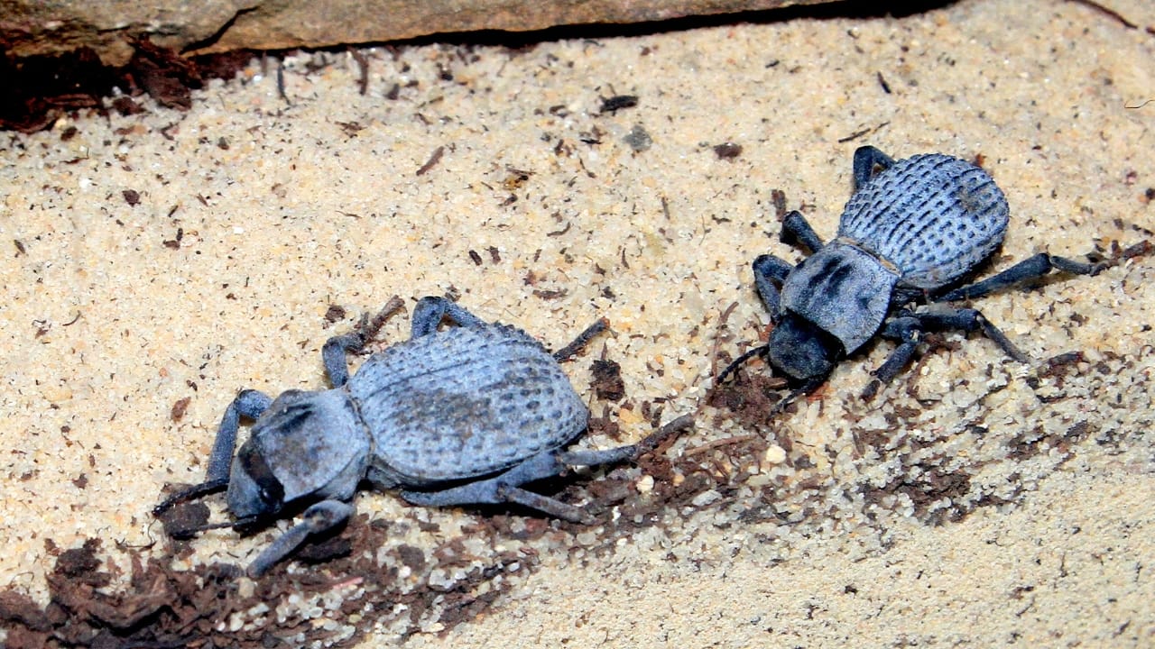 15 Insects You’d Never Expect to Make Awesome Pets 10 15 Insects You’d Never Expect to Make Awesome Pets - Blue Death Feigning Beetles Asbolus verrucosus wc
