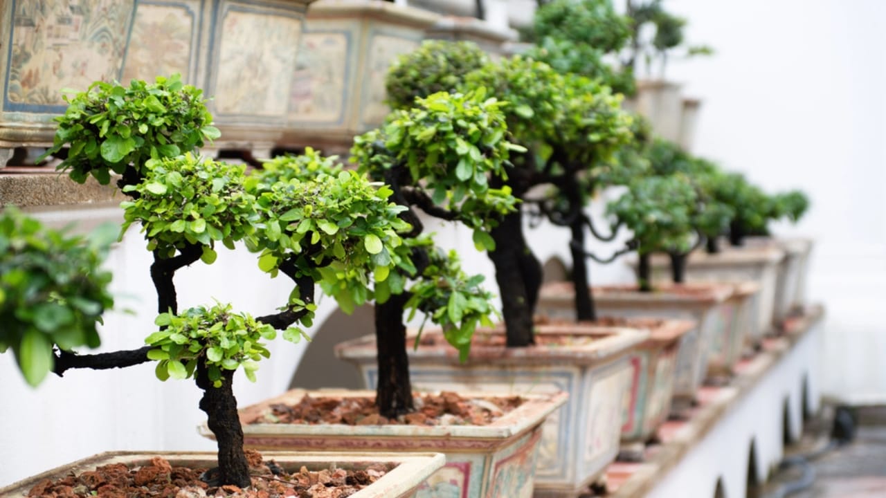 15 Profitable Plants That Could Add Thousands to Your Bank Account Yearly 9 15 Profitable Plants That Could Add Thousands to Your Bank Account Yearly - Bonsai trees dp5279775