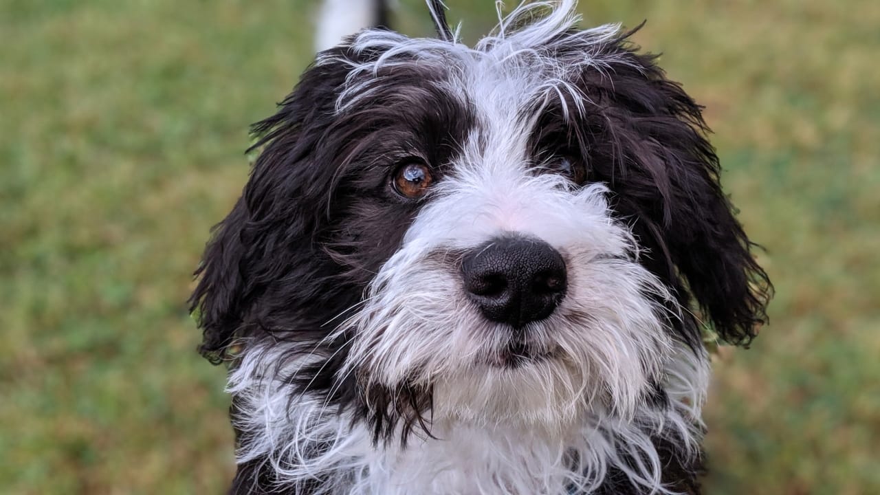 15 Doodle Dog Breeds Taking the Pet World by Storm - Bordoodle dog ss2553101369 degm