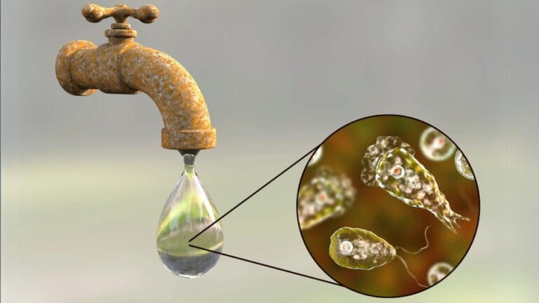 "Forever Chemicals" in Your Tap Water: The Truth & How to Protect Yourself 9 "Forever Chemicals" in Your Tap Water: The Truth & How to Protect Yourself - Brain eating amoeba Naegleria fowleri in tap water dp177951012
