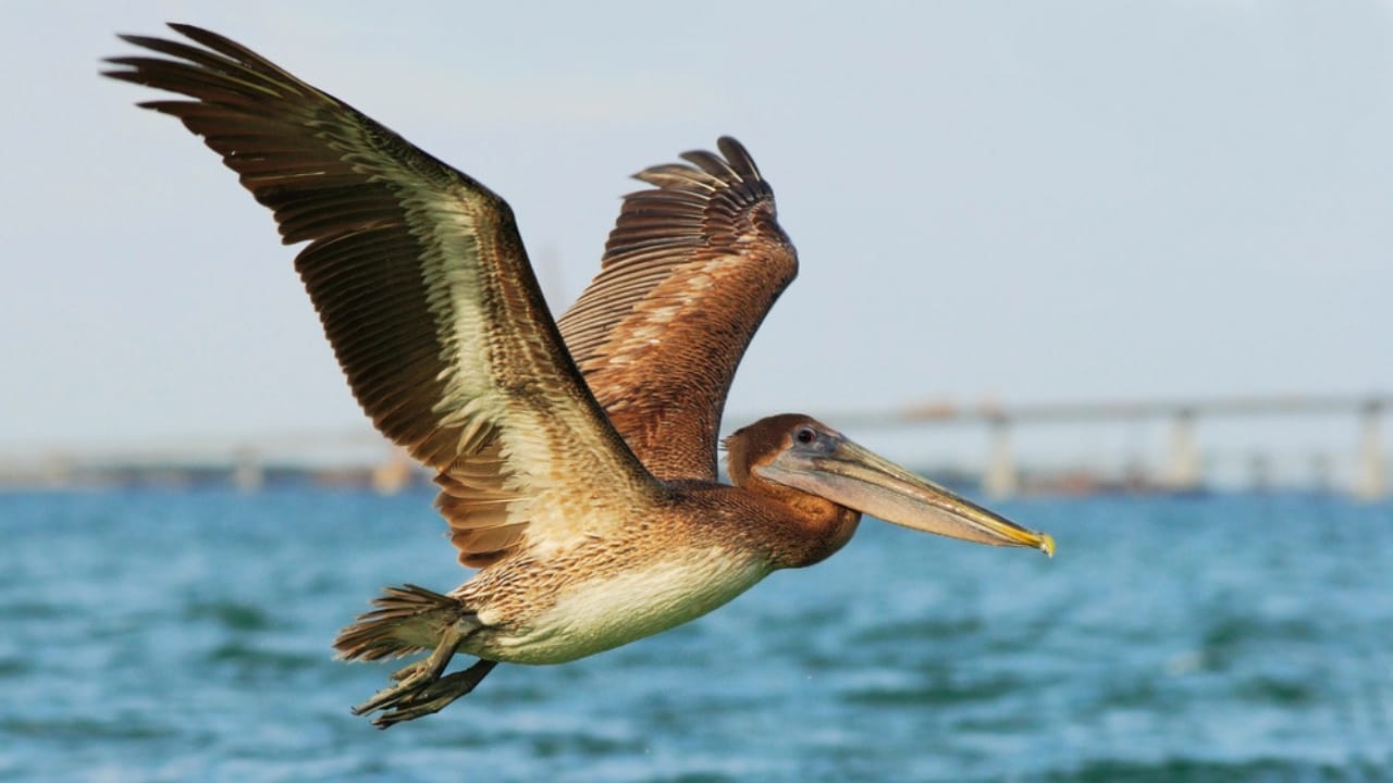 18 Seaside Birds to Look Out for on Your Next Beach Day 2 18 Seaside Birds to Look Out for on Your Next Beach Day - Brown Pelican dp119154482