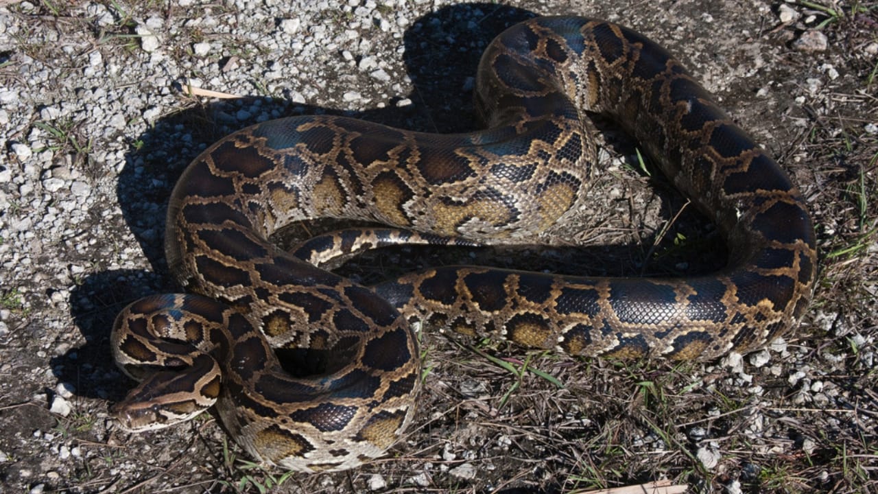 America’s Largest Snakes: 12 Giants of Epic Proportions 7 America’s Largest Snakes: 12 Giants of Epic Proportions - Burmese Python ss1955177641