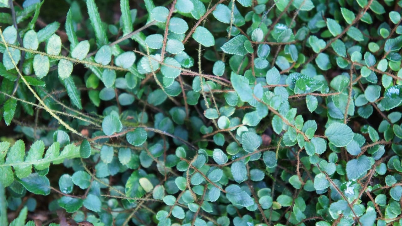 15 Houseplants That’ll Stay Cute & Manageable 13 15 Houseplants That’ll Stay Cute & Manageable - Button Fern ss1846907407