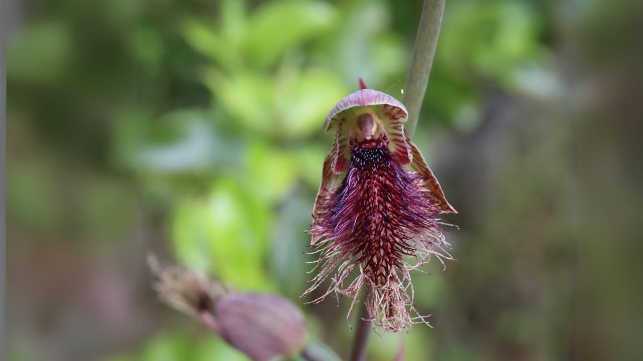 With Fewer Than 10 Left, Victoria Nearly Burned These Orchids to Extinction - Calochilus purple beard orchid wc