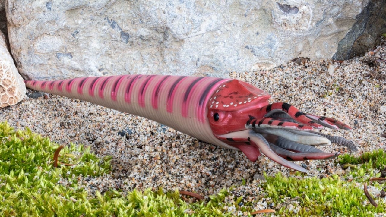 14 Ancient Beasts That Would Make T-Rex Look Tame 10 14 Ancient Beasts That Would Make T-Rex Look Tame - Cameroceras ss2295642019