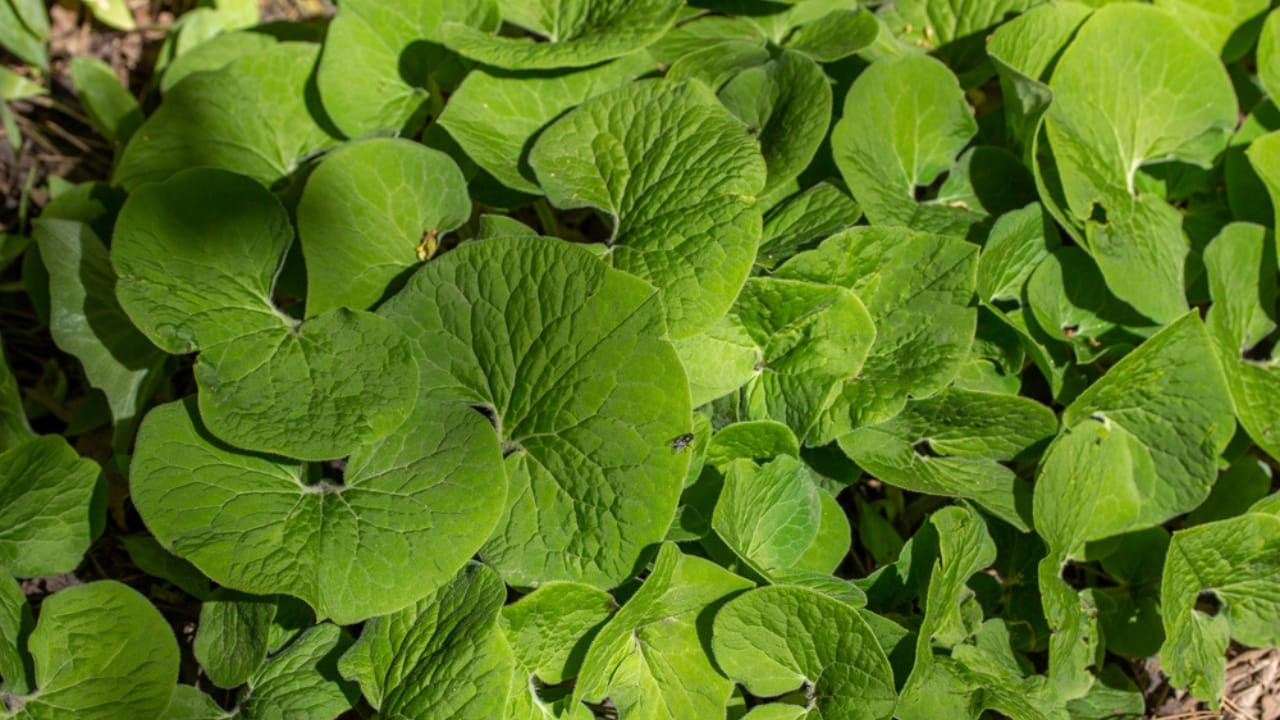 Mastering the Art of Growing Wild Ginger: A Shade-Loving Groundcover Gem 8 Mastering the Art of Growing Wild Ginger: A Shade-Loving Groundcover Gem - Canada wild ginger Asarum canadense dp494857158