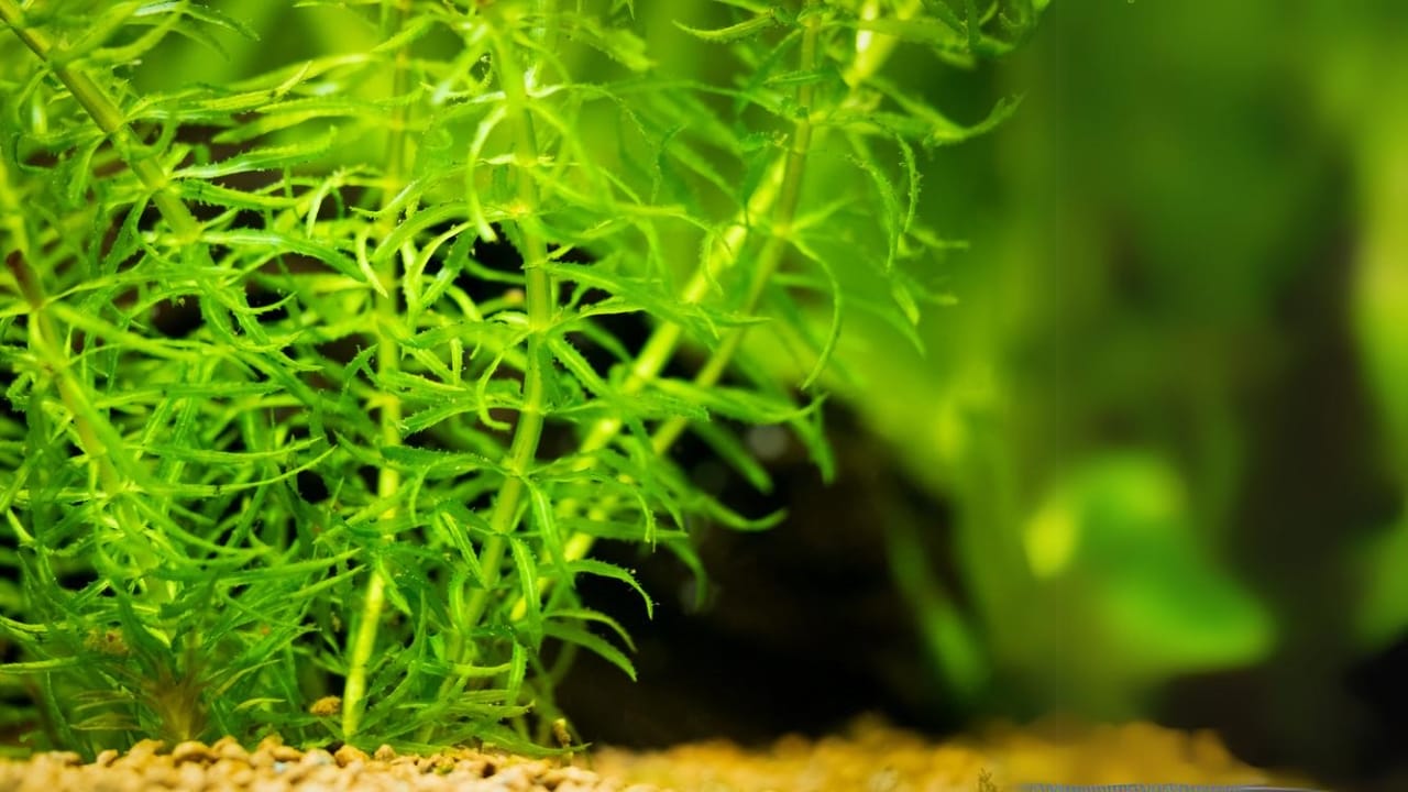 13 Life-Saving Plants That Can Filter Water in a Pinch 14 13 Life-Saving Plants That Can Filter Water in a Pinch - Canadian Waterweed ss2014565546