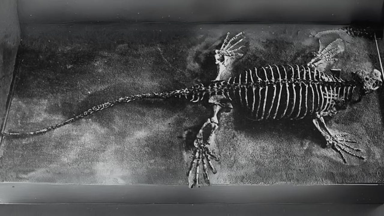 10 of the Weirdest Extinct Animals You've Never Heard Of 10 10 of the Weirdest Extinct Animals You've Never Heard Of - Casea wc