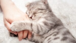 What Your Cat’s Gentle Paw Tap Really Means 1 What Your Cat’s Gentle Paw Tap Really Means - Cat Sleeping holding owner hand ss1508392439