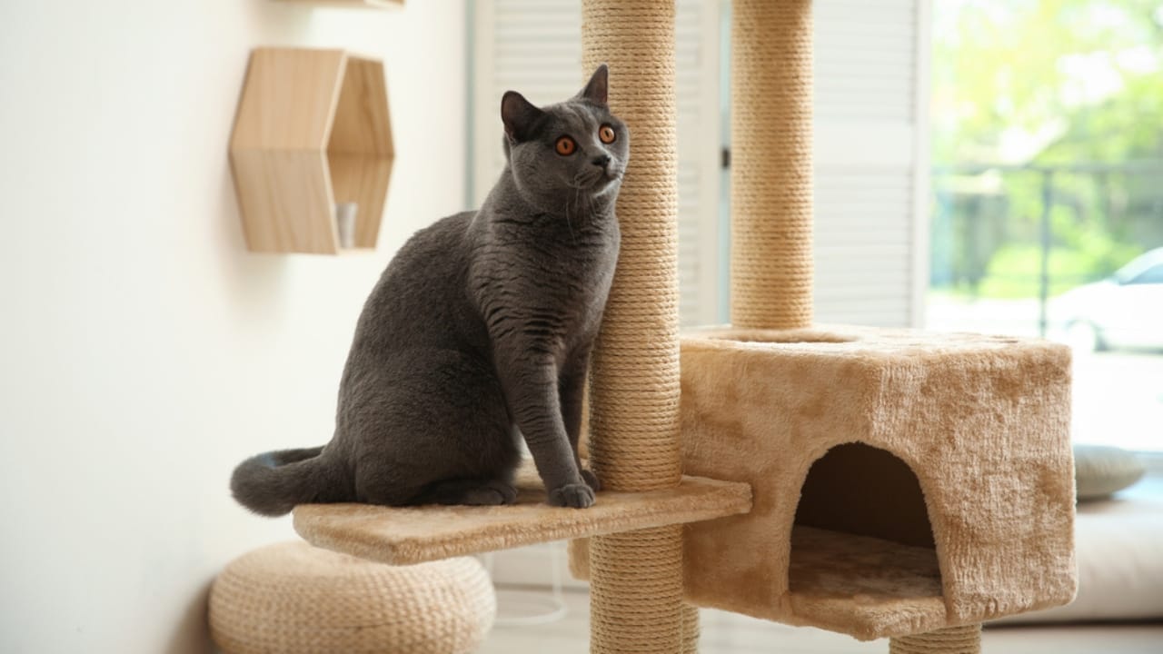 25 Ways to Help Your Cat Feel Calm, Safe, & Relaxed at Home 7 25 Ways to Help Your Cat Feel Calm, Safe, & Relaxed at Home - Cat Tree with Sisal Mat dp474107344