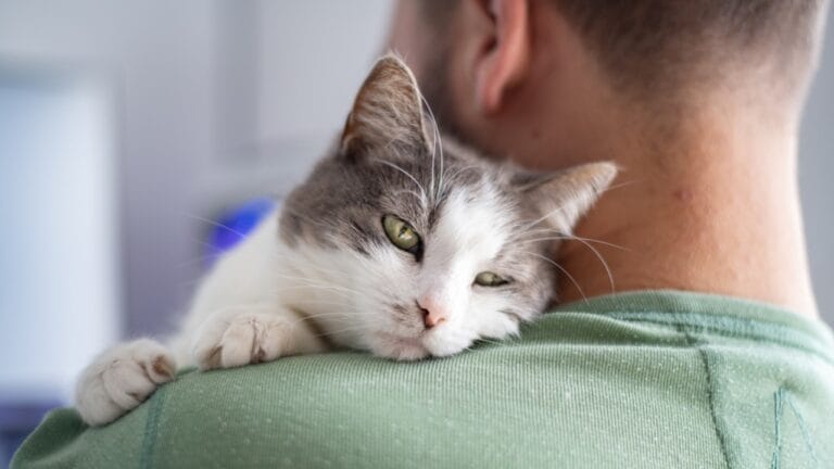 15 Beautiful Gray & White Cat Breeds You’ll Want to Cuddle 4 15 Beautiful Gray & White Cat Breeds You’ll Want to Cuddle - Cat with green eyes ss2002529675