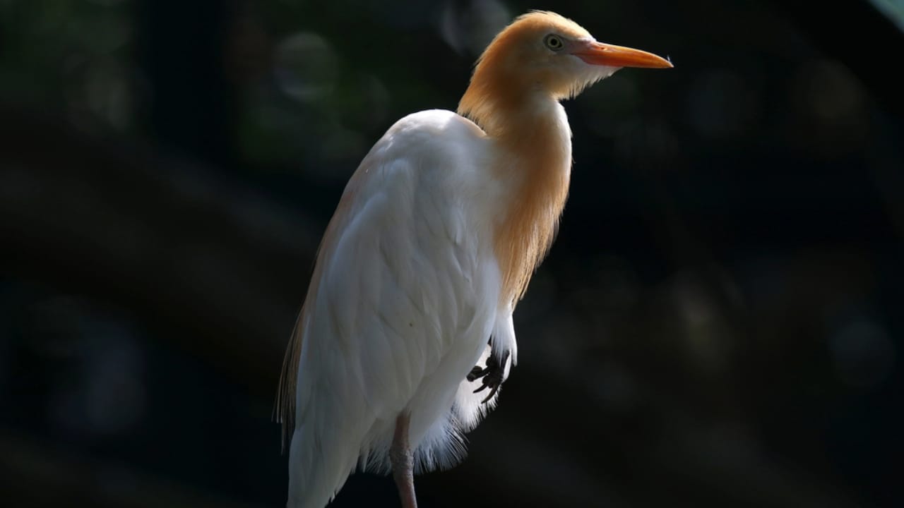 14 Birds Known for Causing Chaos in Your Yard 15 14 Birds Known for Causing Chaos in Your Yard - Cattle Egret dp293352454
