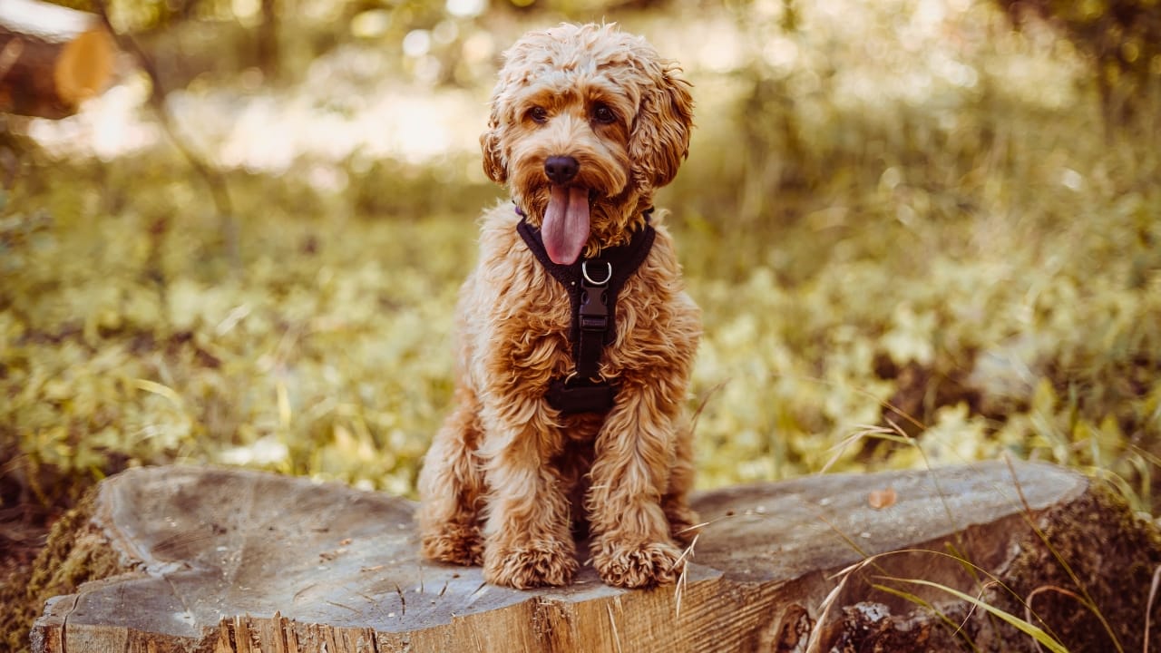 15 Doodle Dog Breeds Taking the Pet World by Storm - Cavapoo dog ss2204837839 degm