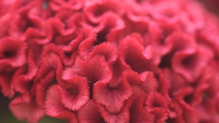 15 Perfect Annuals to Pair with Your Late Summer Mums 2 15 Perfect Annuals to Pair with Your Late Summer Mums - Celosia flower ss1918829489