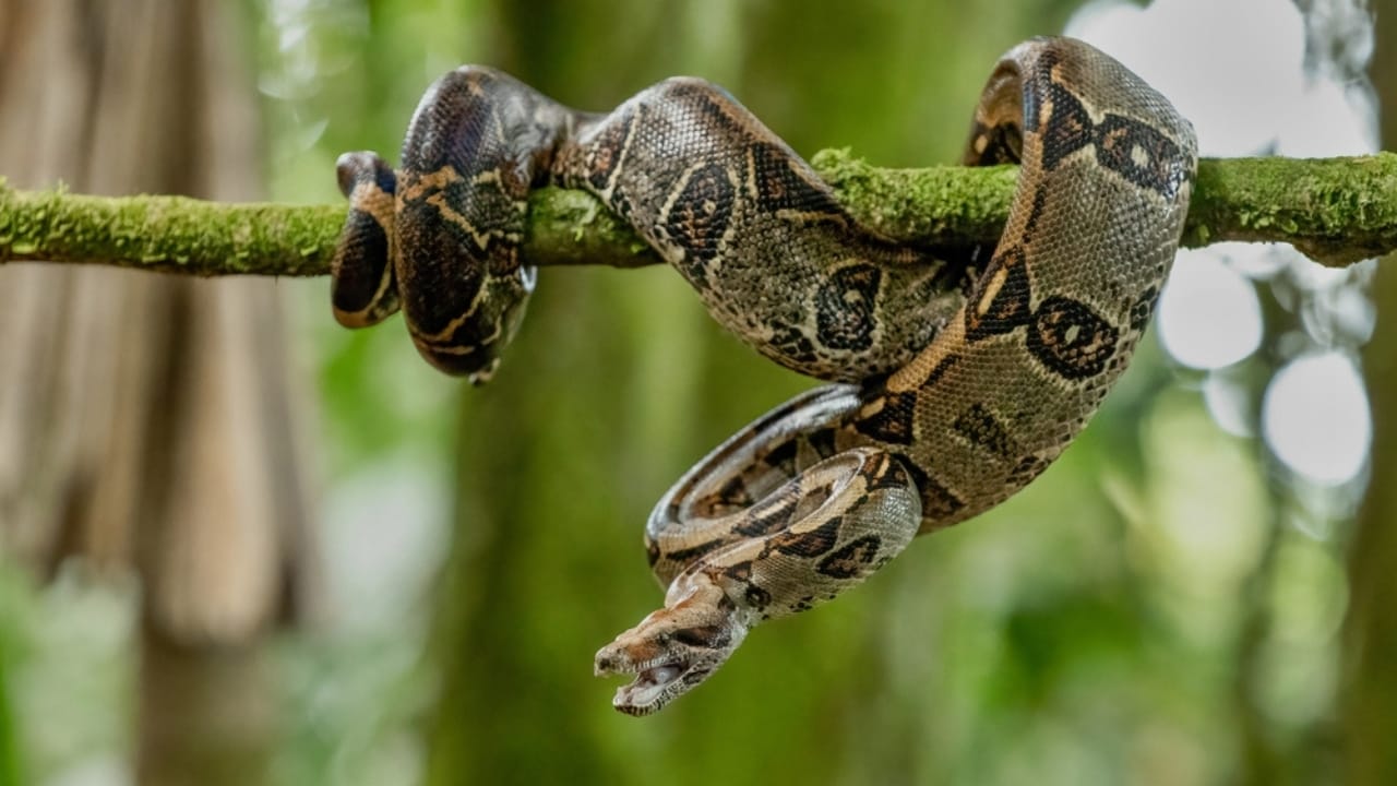 America’s Largest Snakes: 12 Giants of Epic Proportions 11 America’s Largest Snakes: 12 Giants of Epic Proportions - Central American Boa ss2077012555