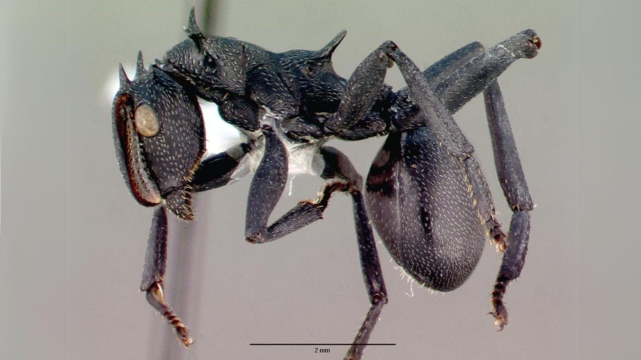Turtle Ants Use Evolution to Turn Their Heads into Living Doors - Cephalotes atratus specimen wc