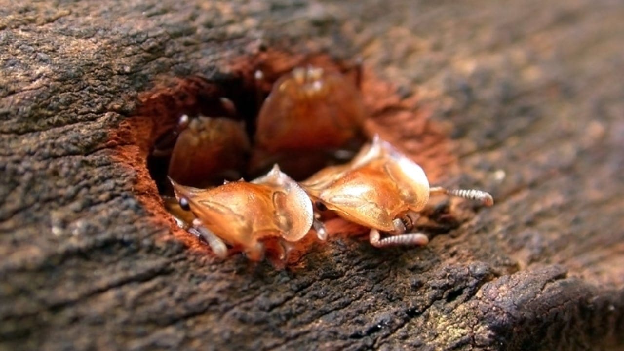 Turtle Ants Use Evolution to Turn Their Heads into Living Doors - Cephalotes clypeatus turtle ant wc