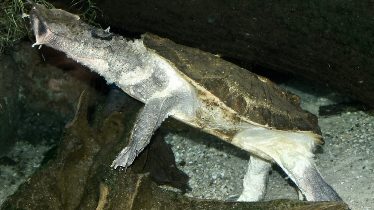 25 Real Animals That Look Too Unique to Be True 9 25 Real Animals That Look Too Unique to Be True - Chelidae Chelus fimbriata wc