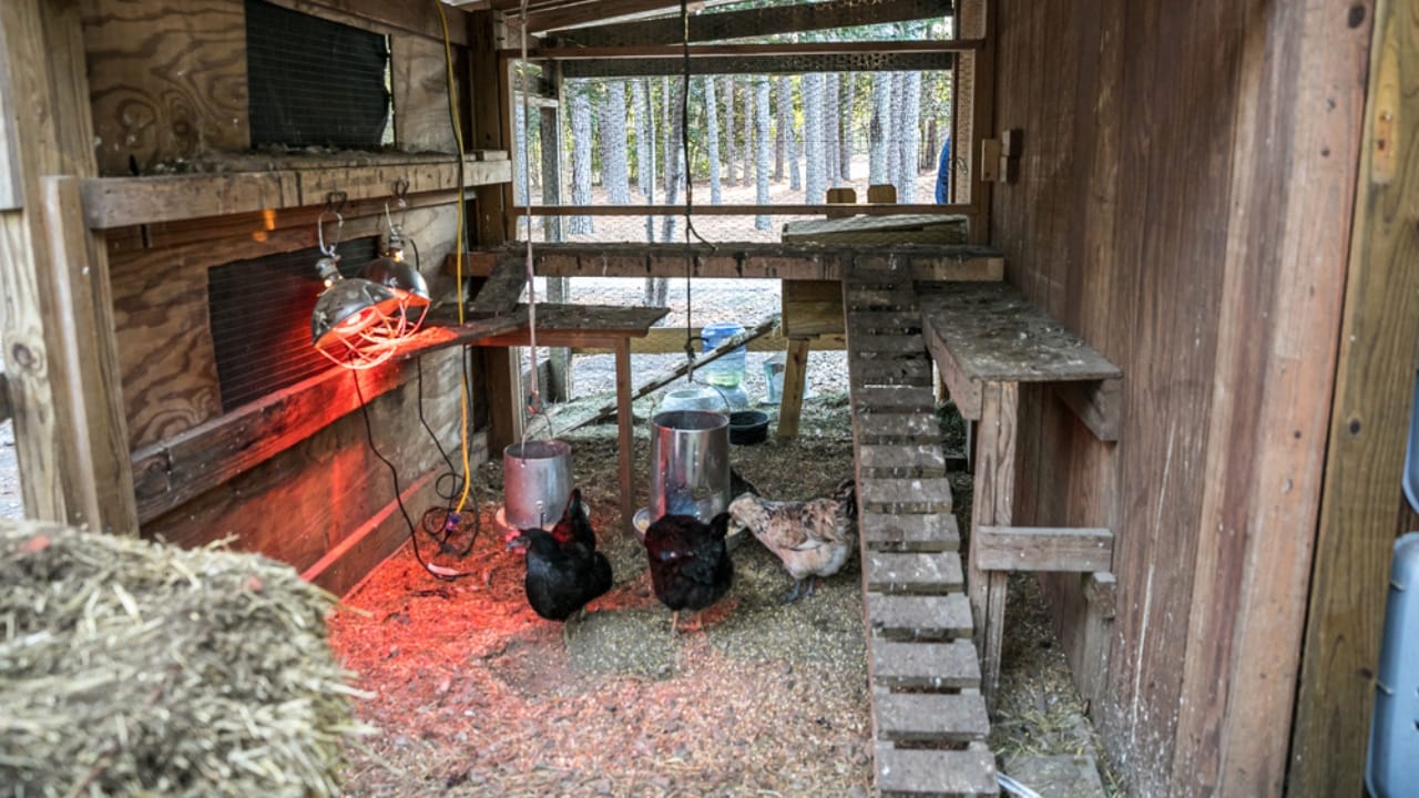 15 Must-Haves for a Safe & Happy Chicken Coop 9 15 Must-Haves for a Safe & Happy Chicken Coop - Chicken Coop with Heat Lamp dp445386730
