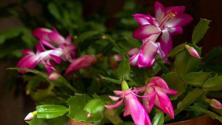 12 Houseplants That Actually Prefer Staying Pot-Bound - Christmas cactus ss2085360526