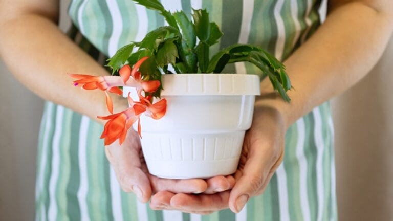 Keep Your Christmas Cactus Blooming Year-Round with These Watering Tips 2 Keep Your Christmas Cactus Blooming Year-Round with These Watering Tips - Christmas cactus ss2393566293