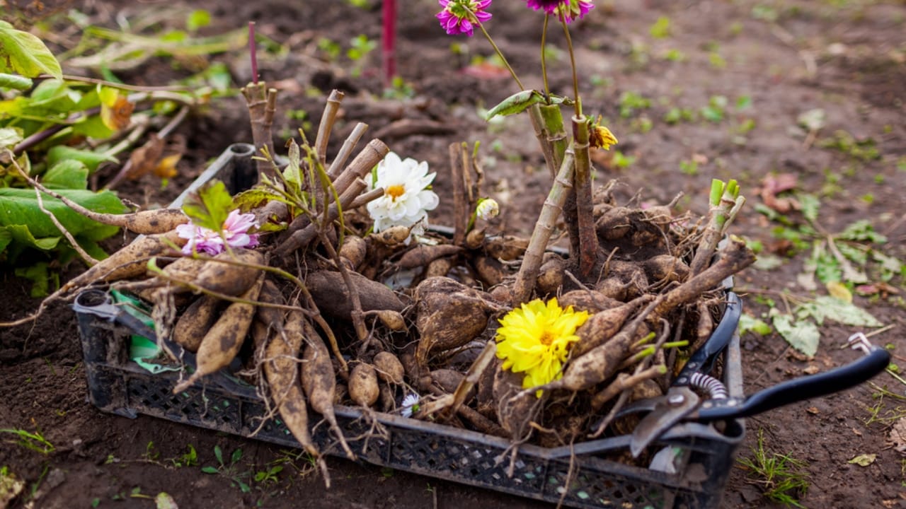 Overwinter Dahlias: How to Save Them for Next Year’s Blooms - Close up of dahlia tubers in crate dp685536080